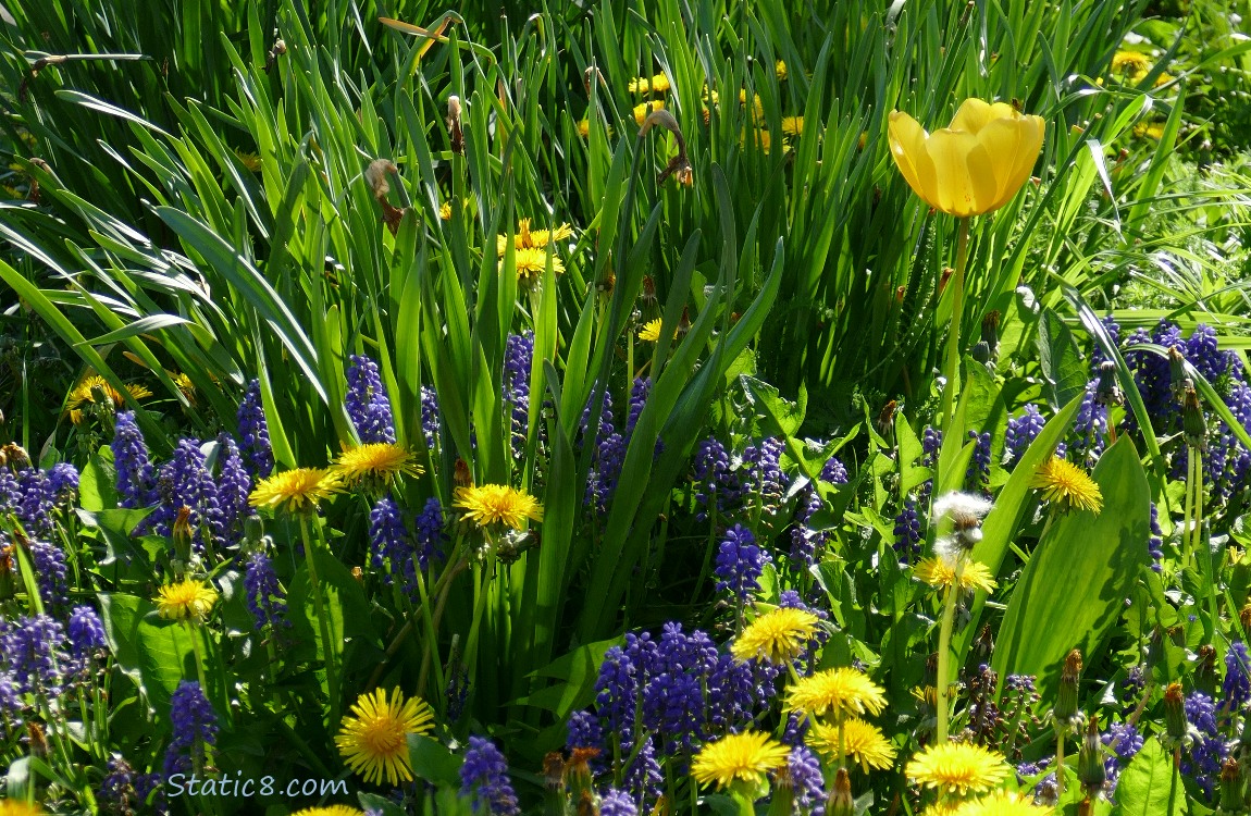 Yellow Tulip surrounded by Dandelions and Grape Hyacinths