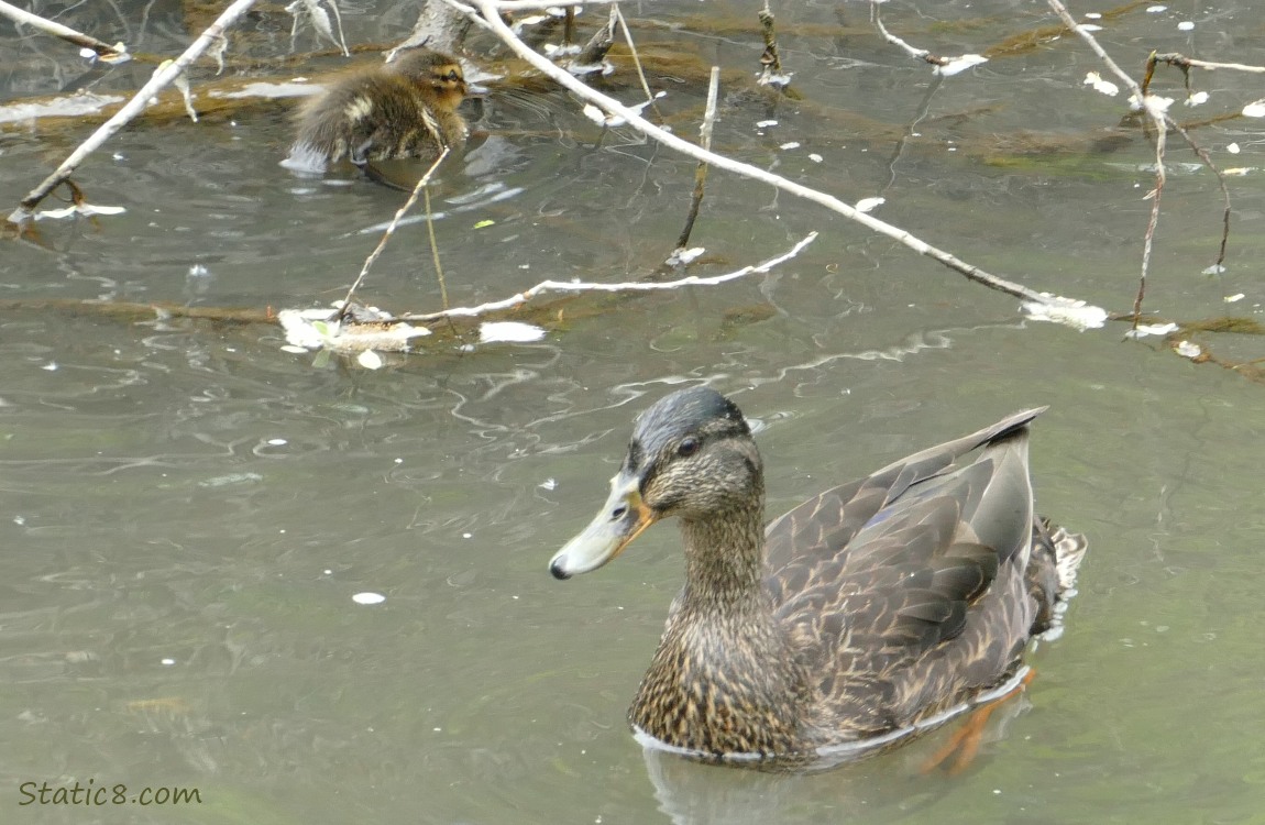 Dark female Mallard in the water with a duckling behind her