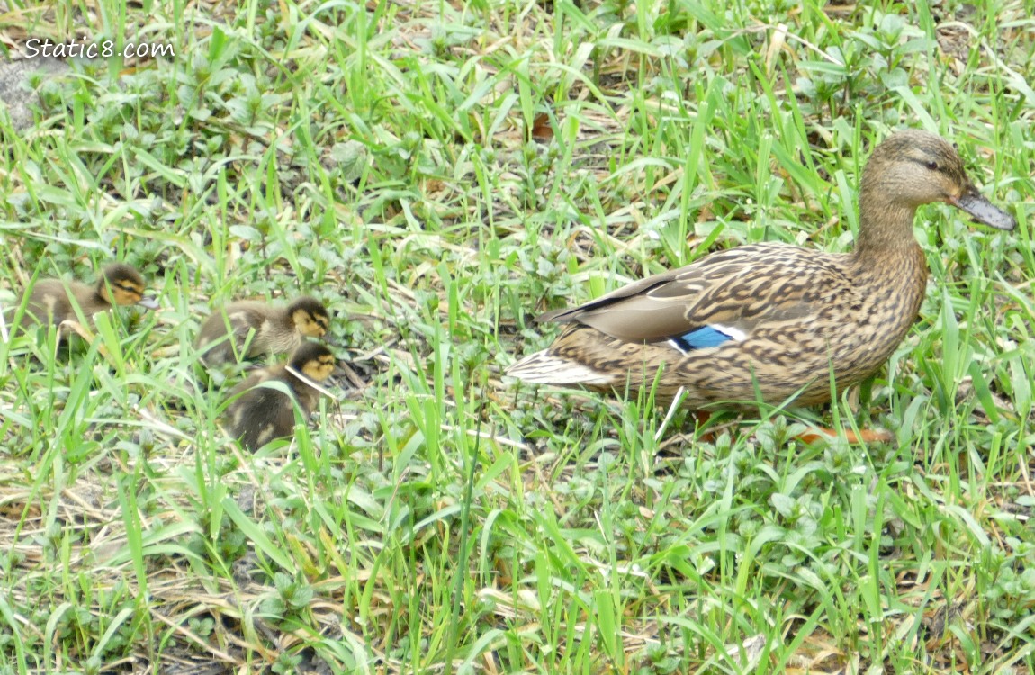 Three ducklings following after Mama Mallard