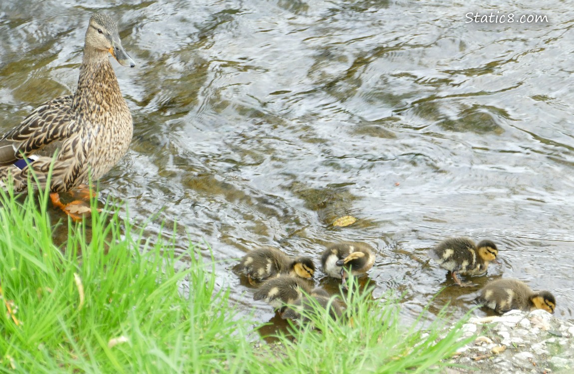 Mama Mallard with six ducklings in shallow water near the bank
