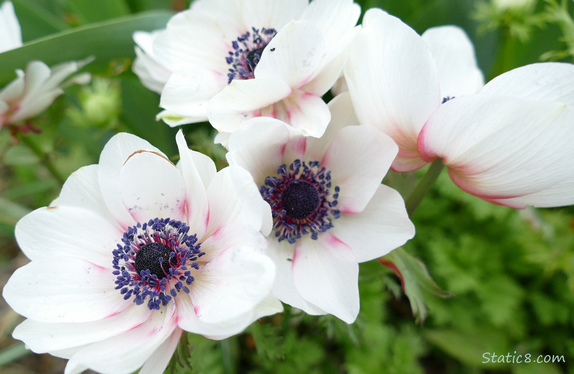 Anemone blooms