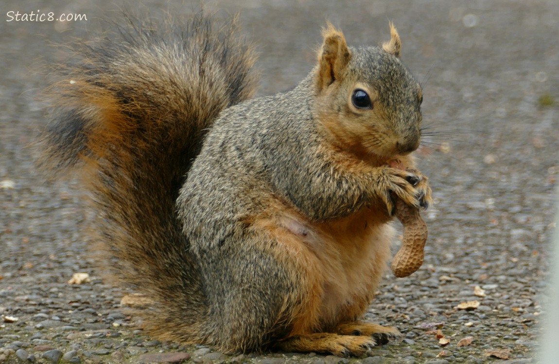 Eastern Fox Squirrel standing on the sidewalk with a peanut