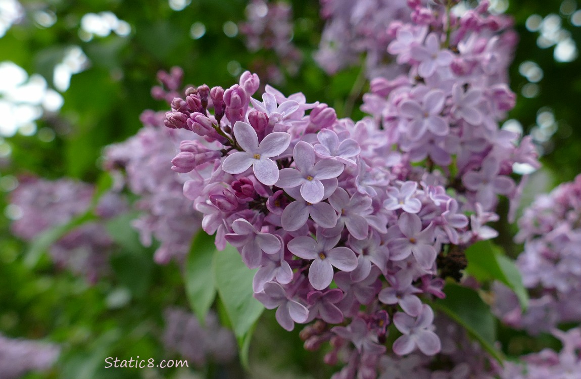 Lilacs blooming