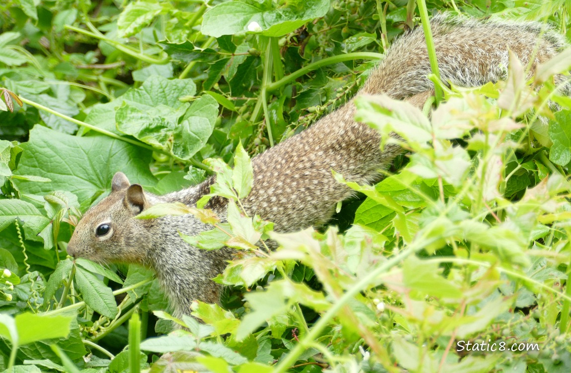 California Ground Squirrel standing on vines