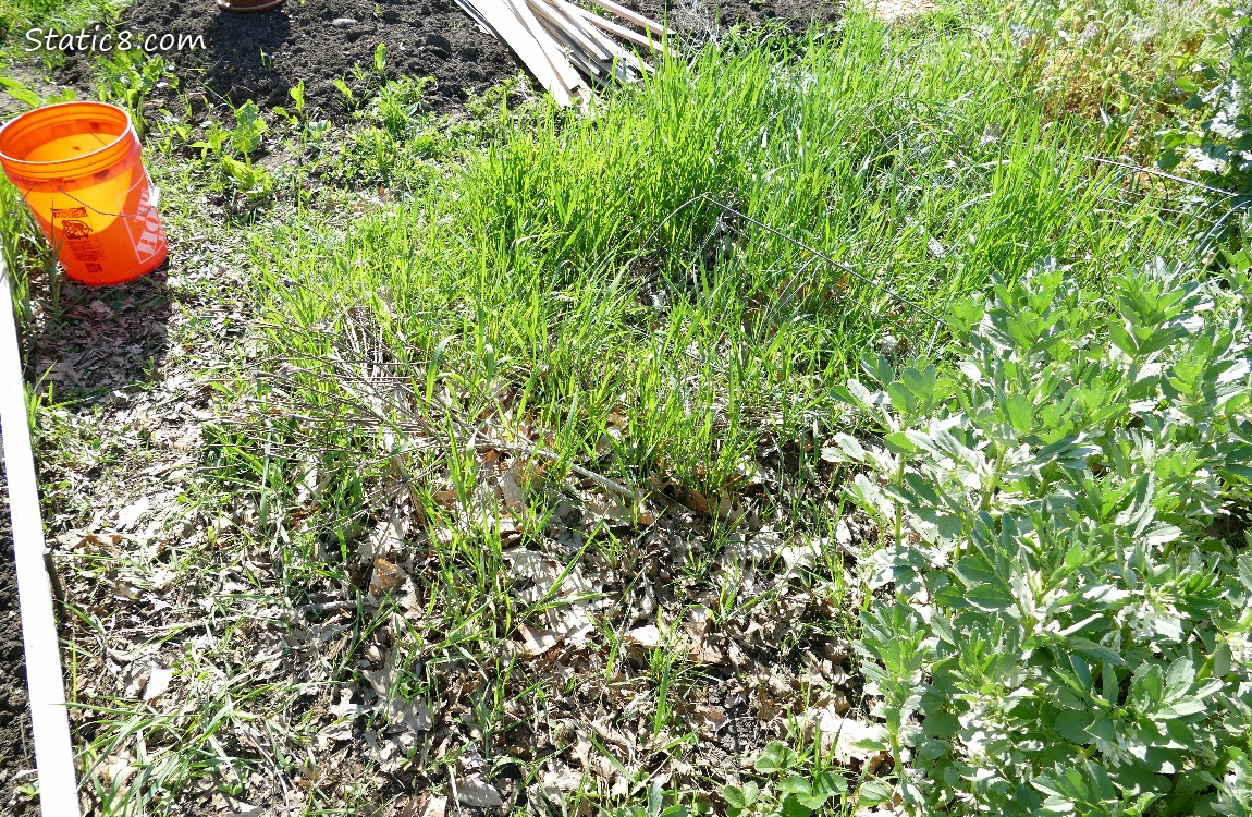 garden before
