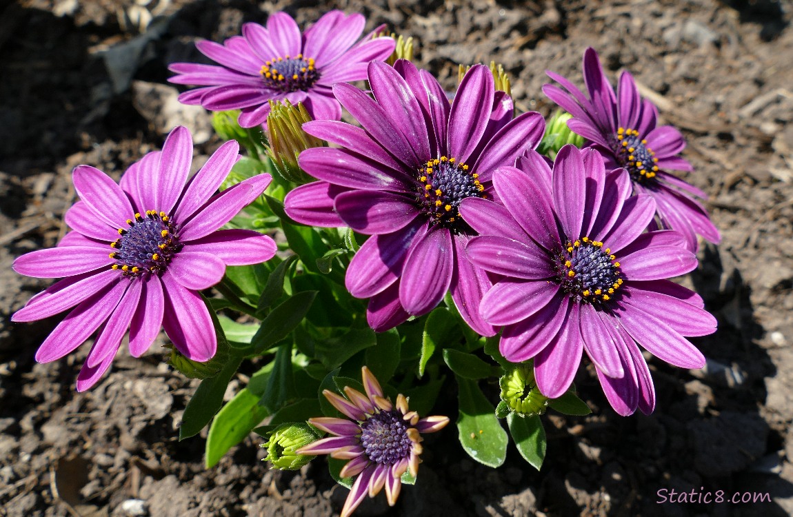 purple flowers