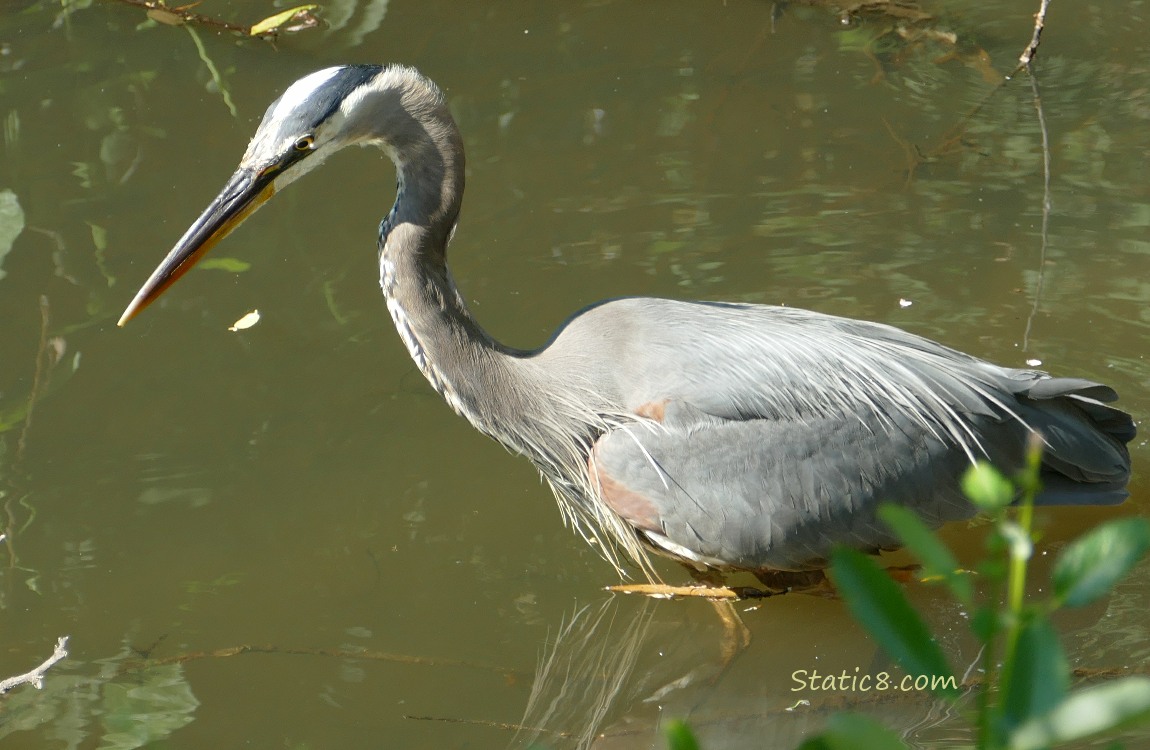 Great Blue Heron standing in the water looking down