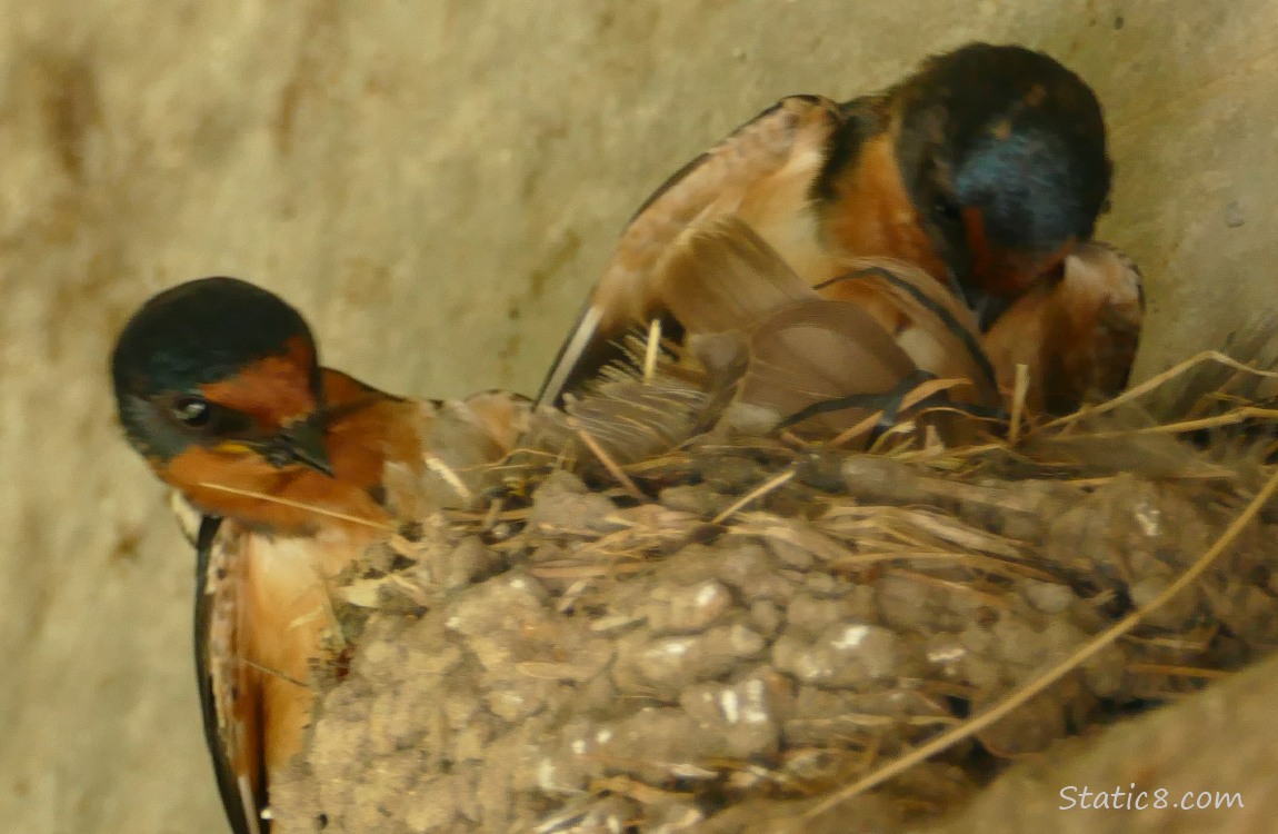 Two Barn Swallows at the nest