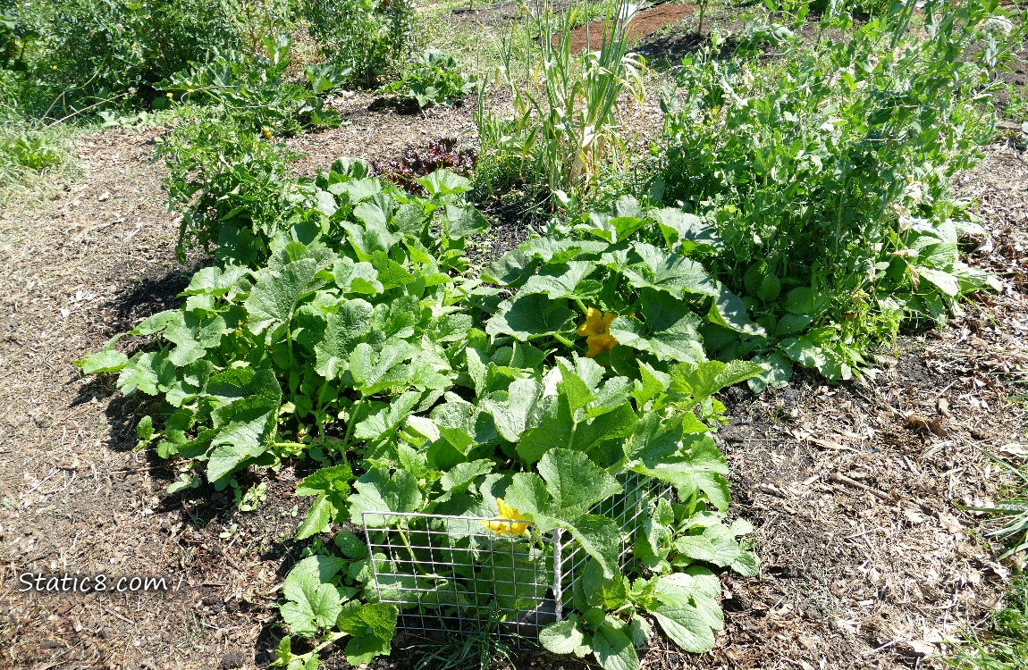 garden