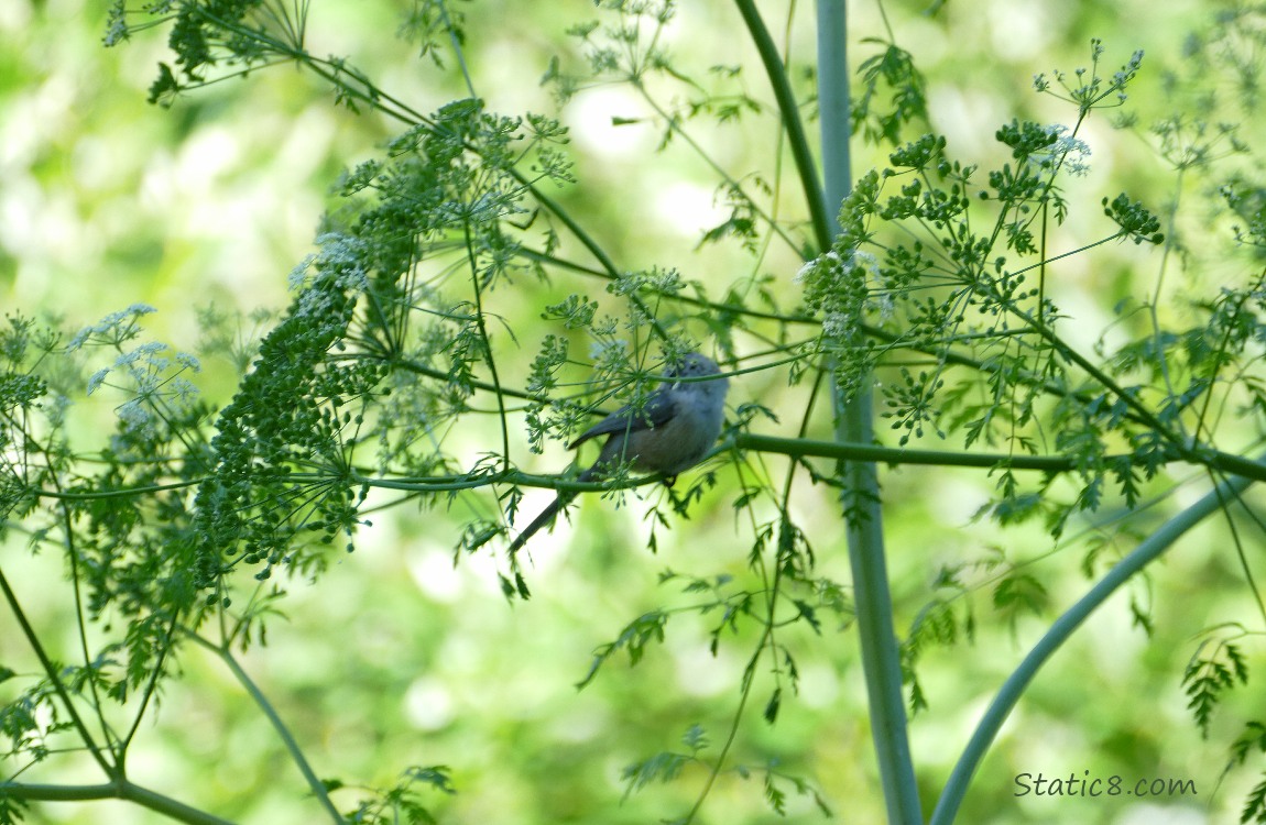 Bushtit behind Poison Hemlock twigs