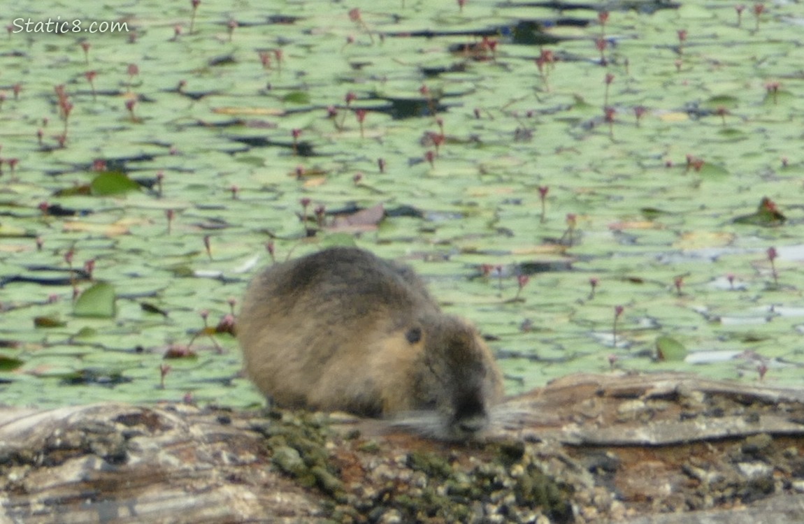 Nutria napping on a log, surrounded by water lilies