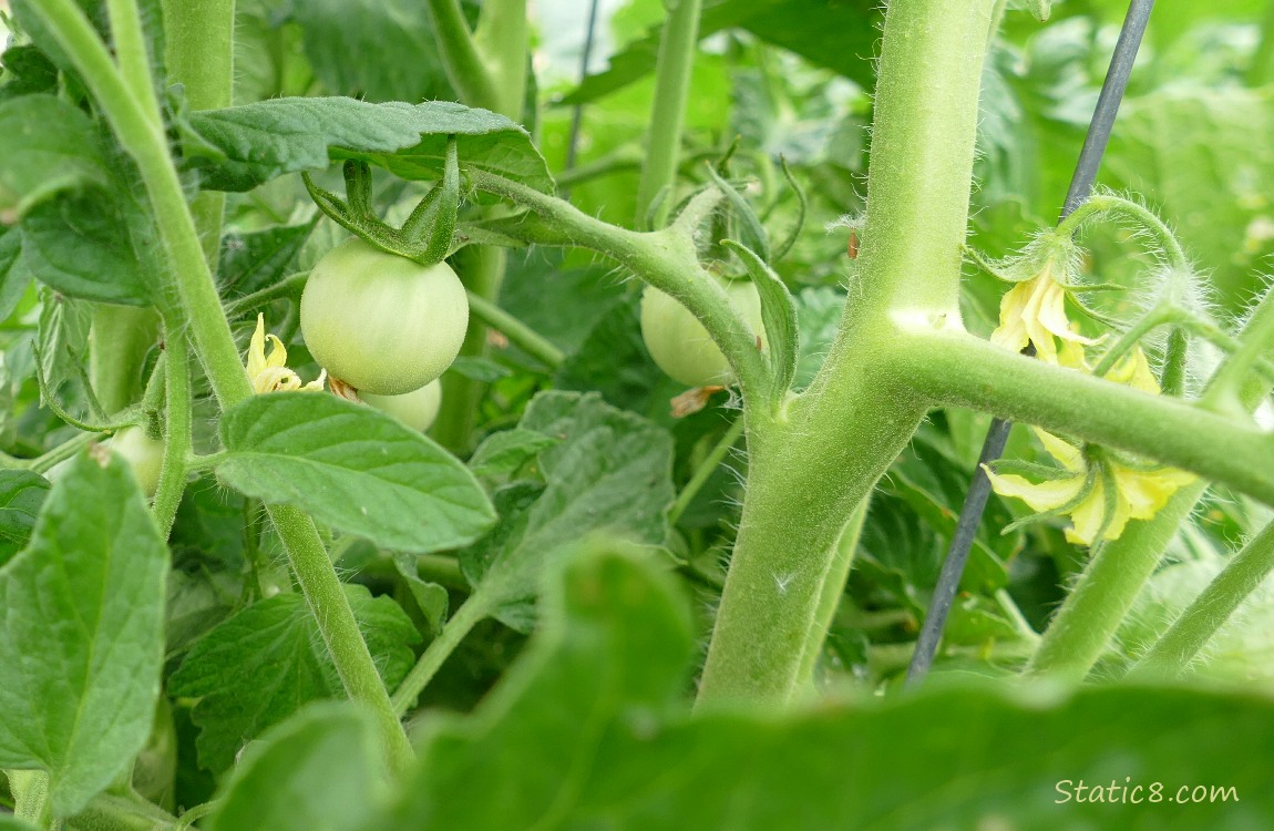 small green tomatoes growing on the vine
