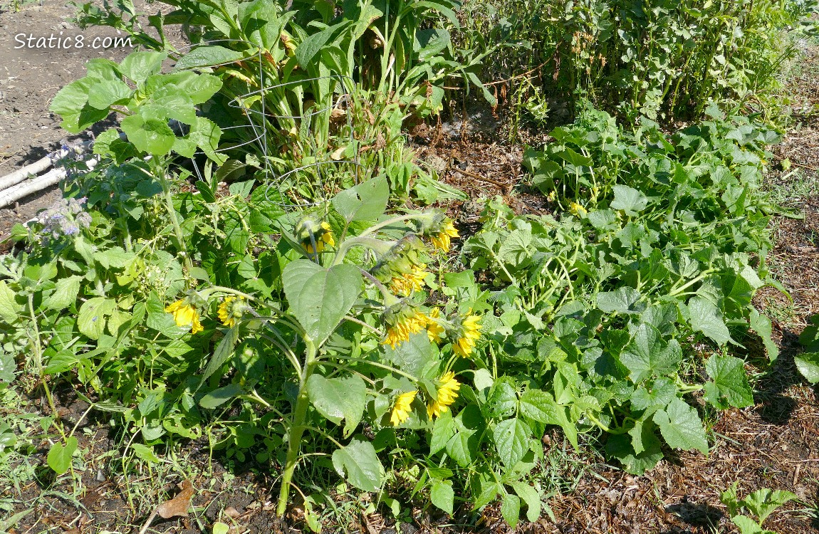 garden