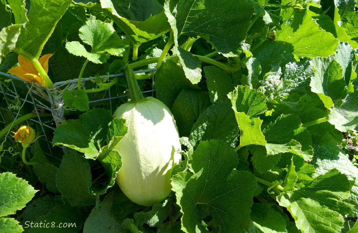 Spaghetti Squash fruit on the vine