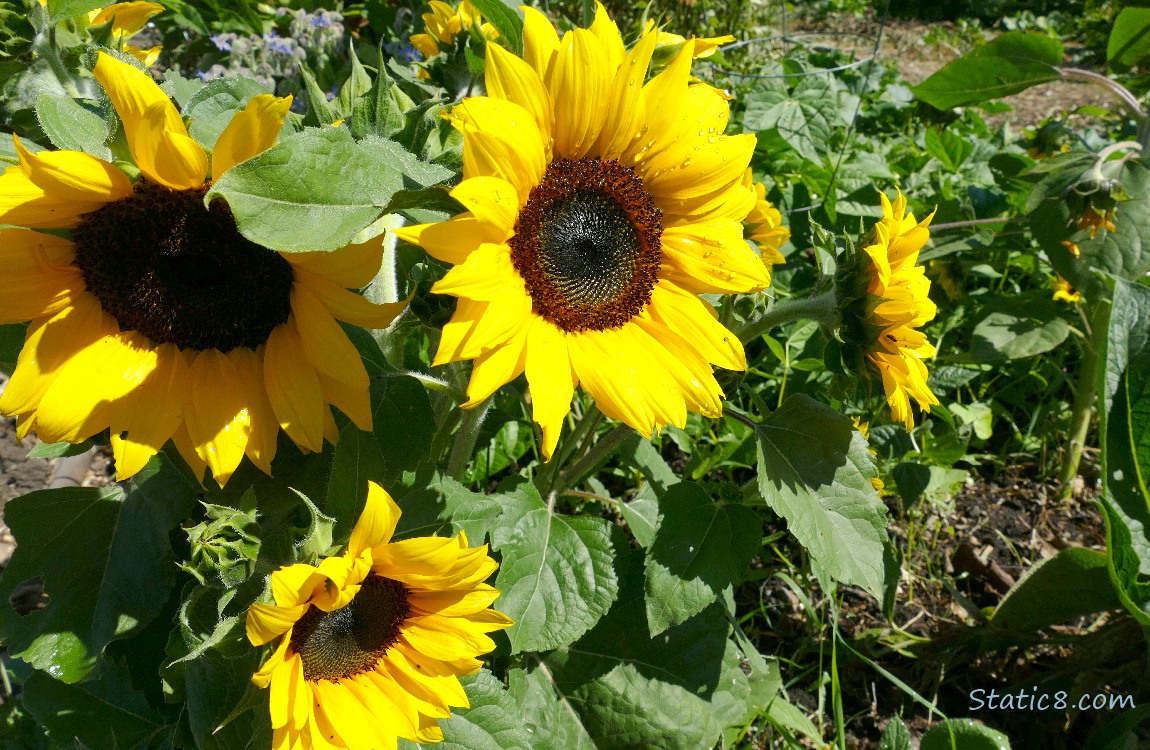 Sunflower blooms