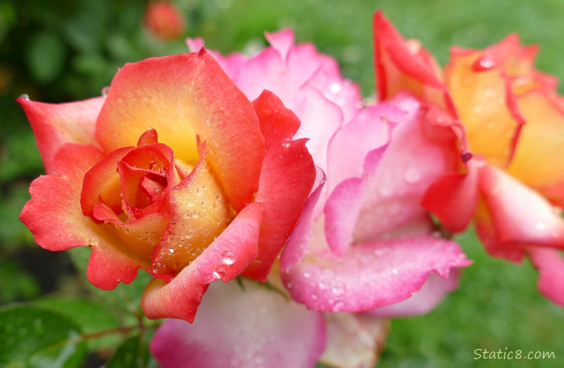 pink and yellow roses