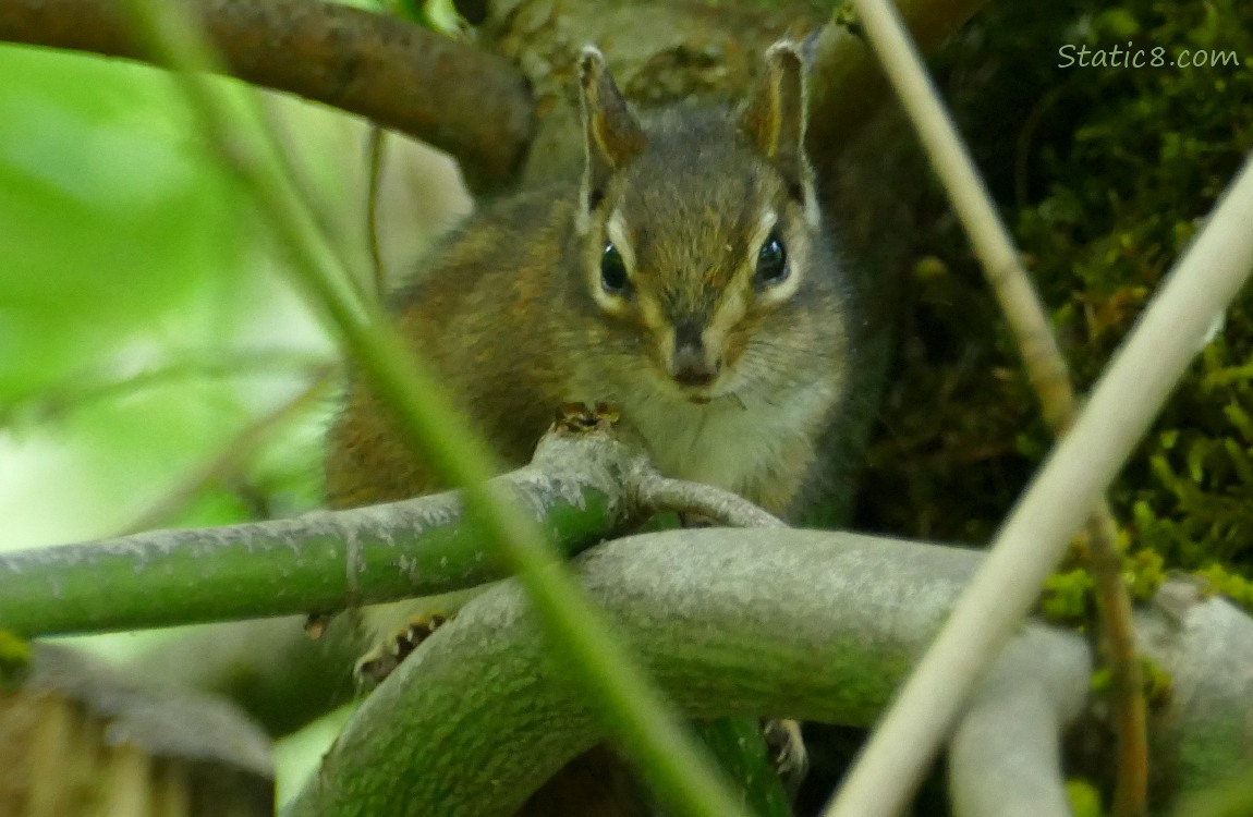 Chipmunk standing on a branch