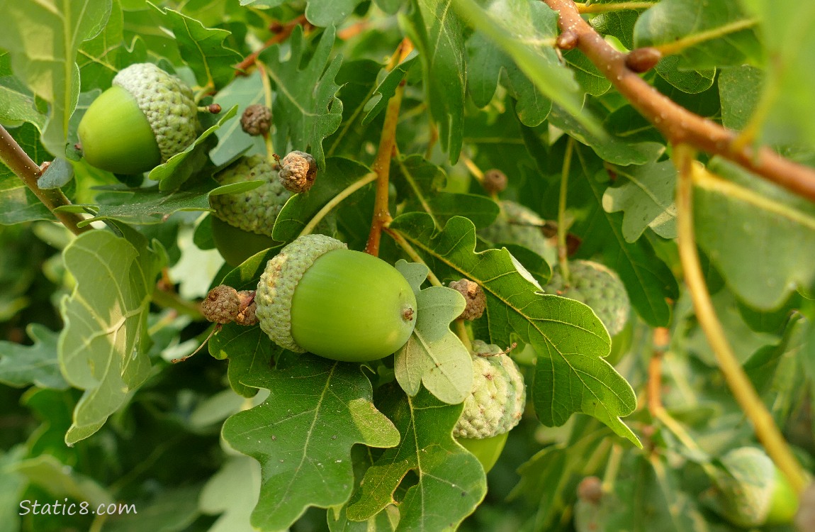 a new acorn hanging among white oak leaves