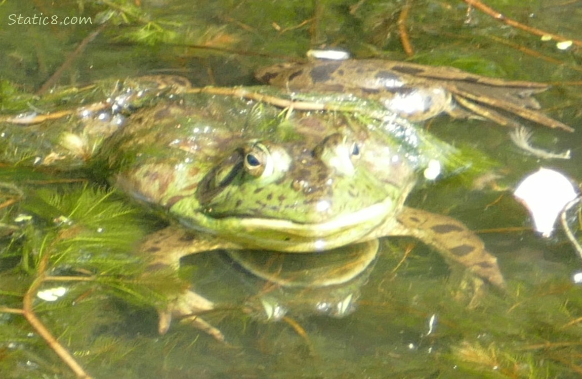 Bull Frog floating in the water