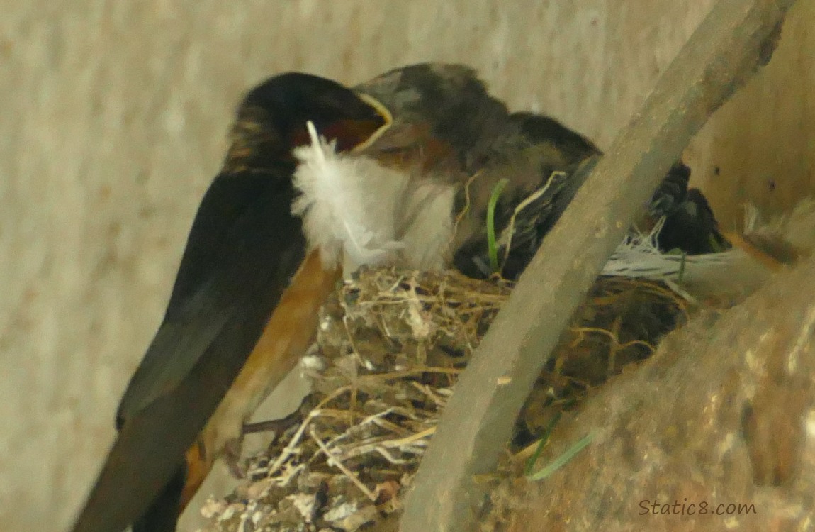 Barn Swallow parent feeding a nestling in the nest