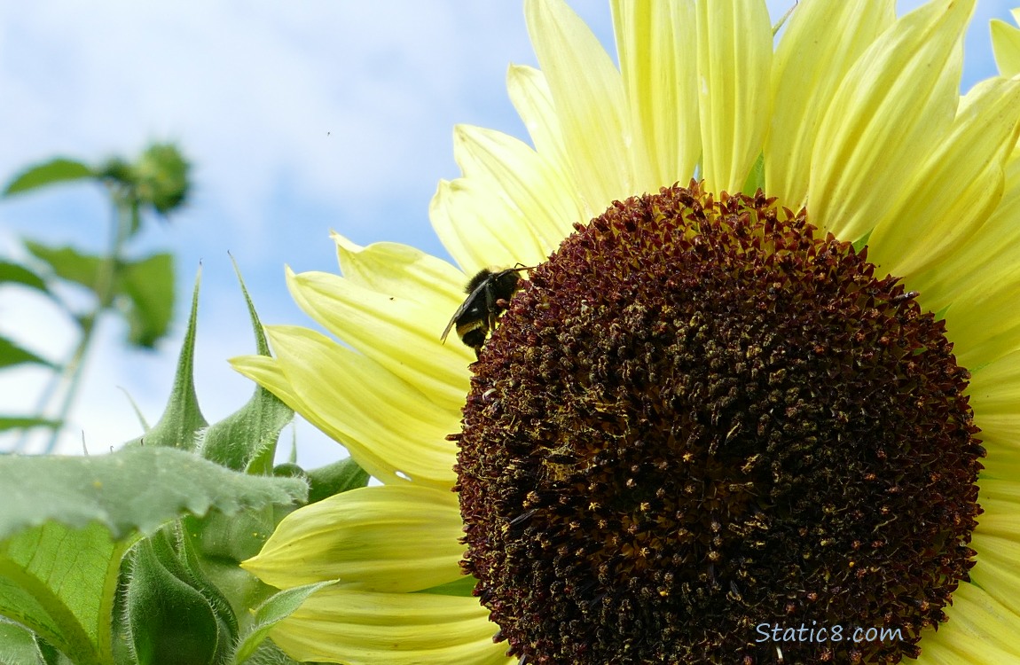 Bumblebee on a sunflower