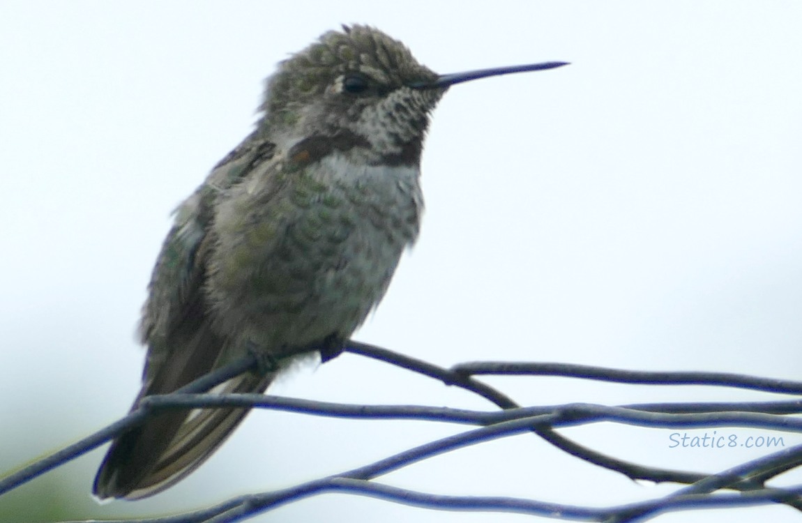Anna Hummingbird standing on a wire trellis
