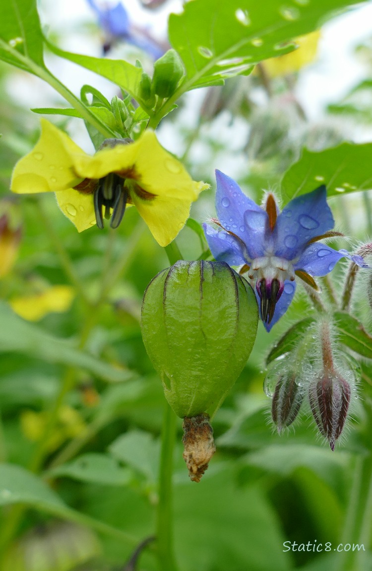 Tomatillo bloom and fruit and a Borage bloom
