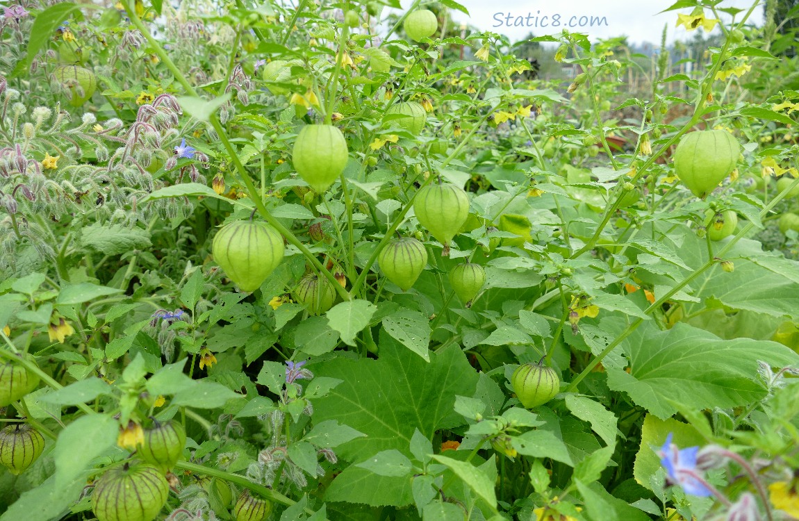 Tomatillos growing on the vine