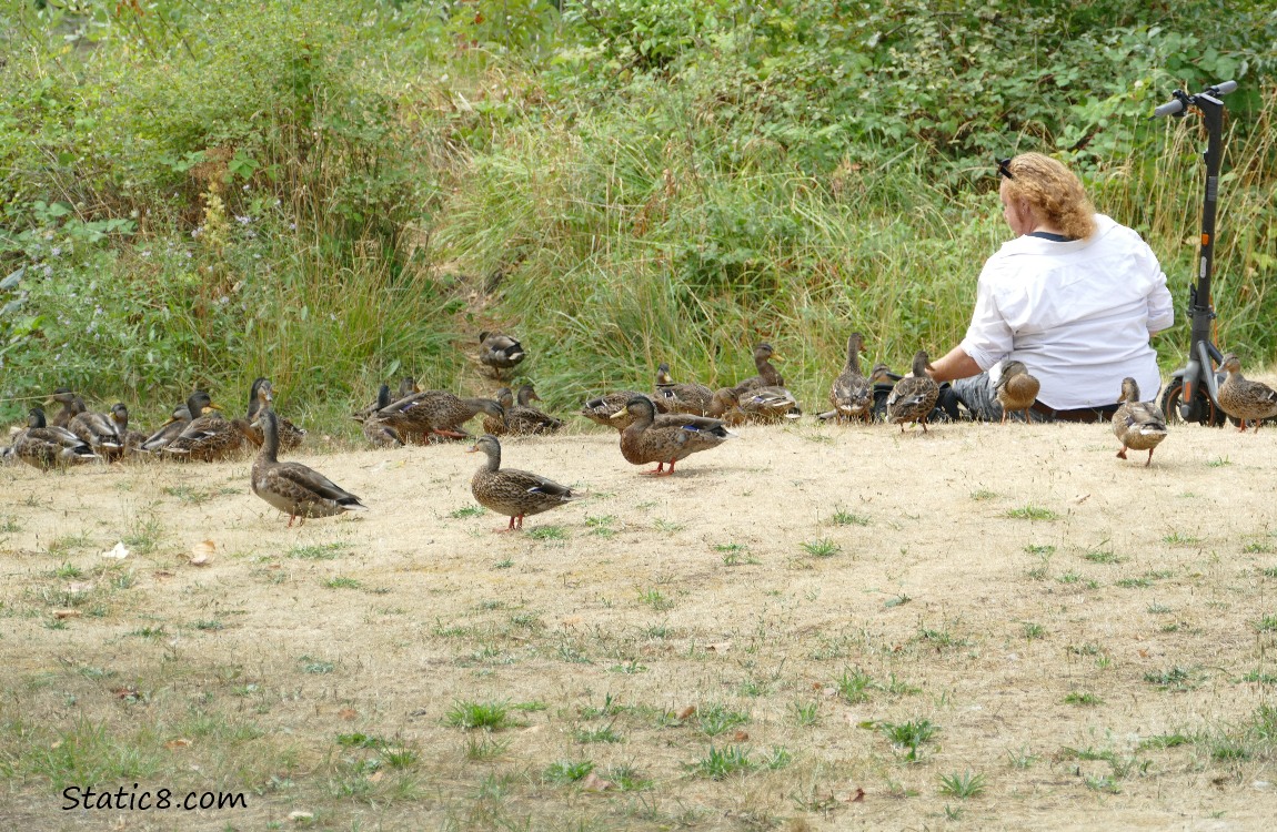 Guy sitting on the ground, feeding the ducks