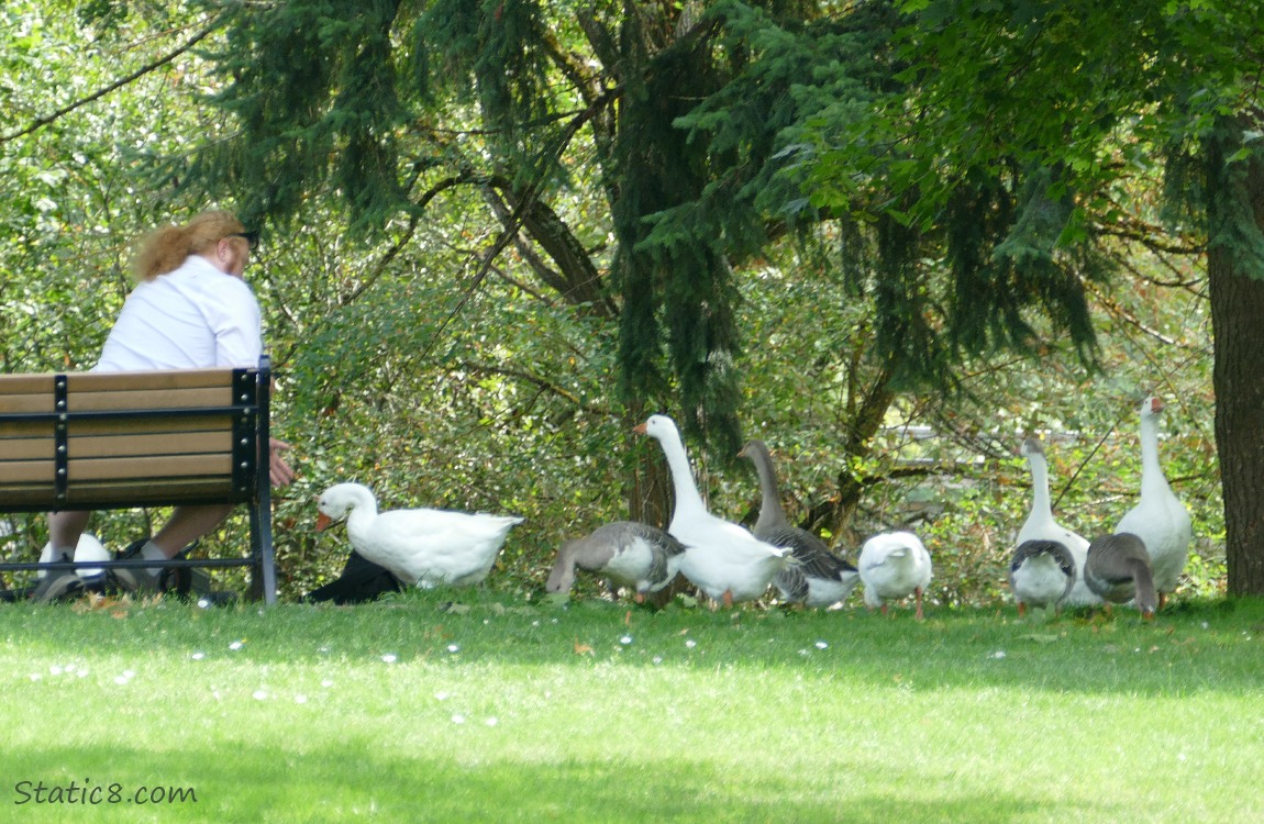 Guy sitting on a bench, feeding the geese