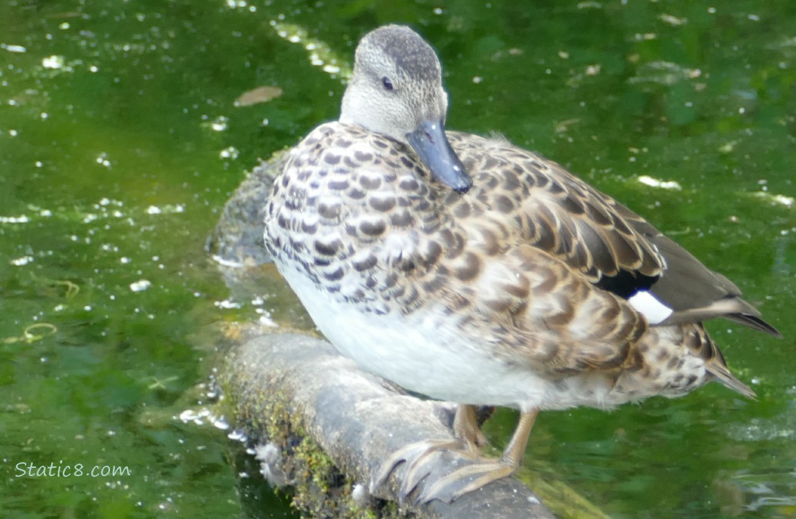 Gadwall duck standing on a log in the water