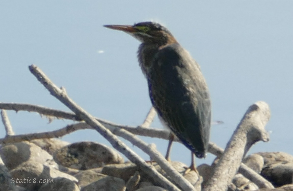 Green Heron standing on a stick in front of the water