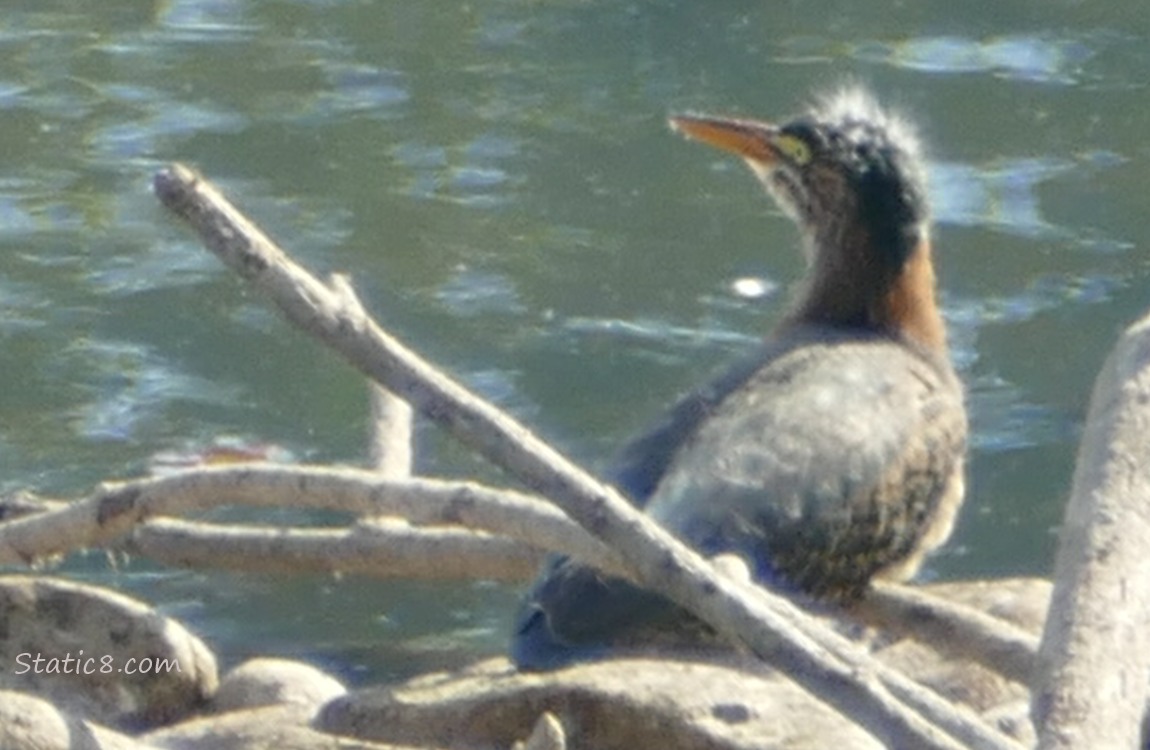 Green Heron standing on a stick in front of the water