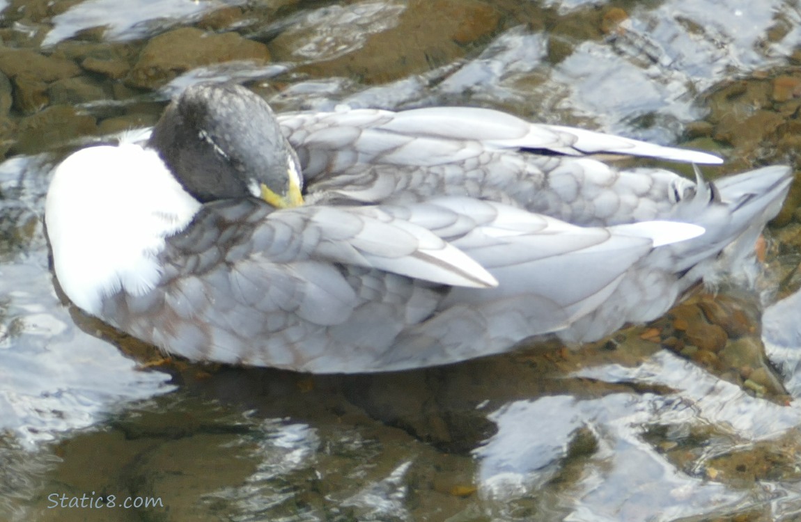 Grey and white mallard, head tucked under his wing