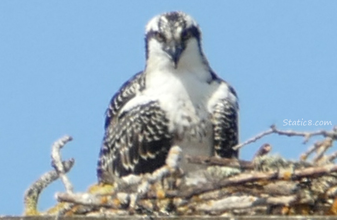 Osprey fledgling in the nest