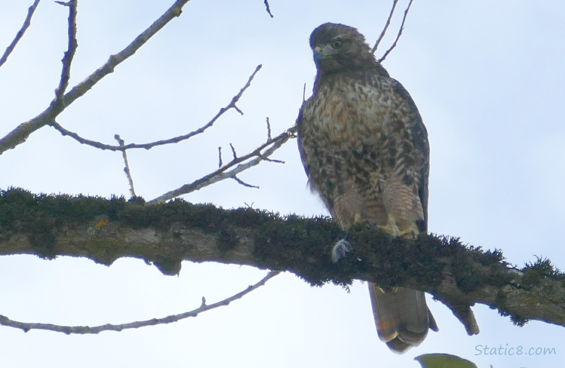 Hawk standing on a branch