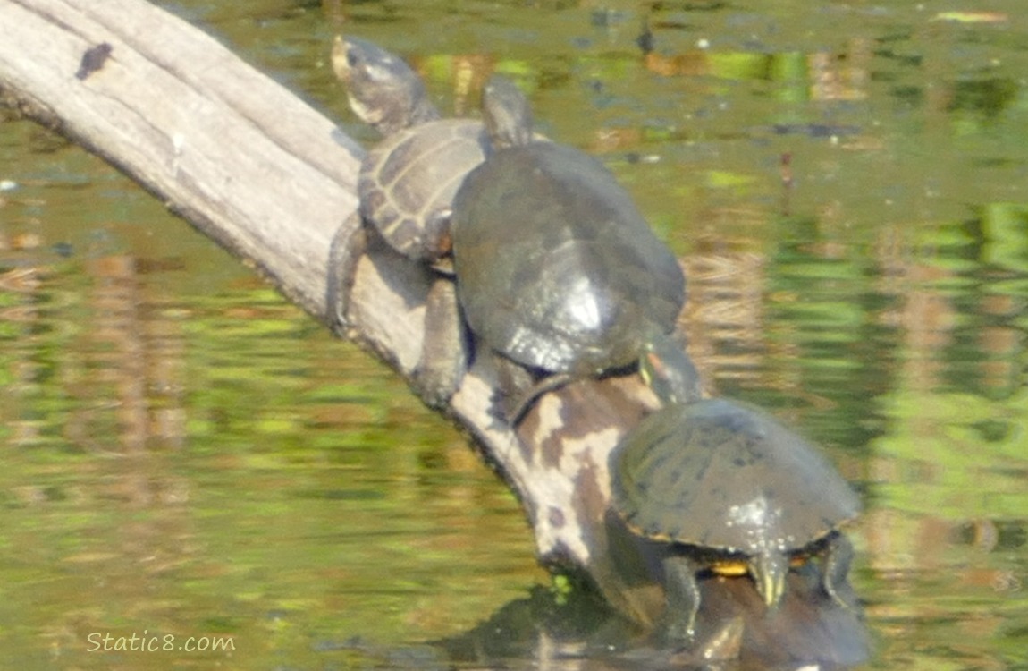 Three turtles sunning on a snag in the water