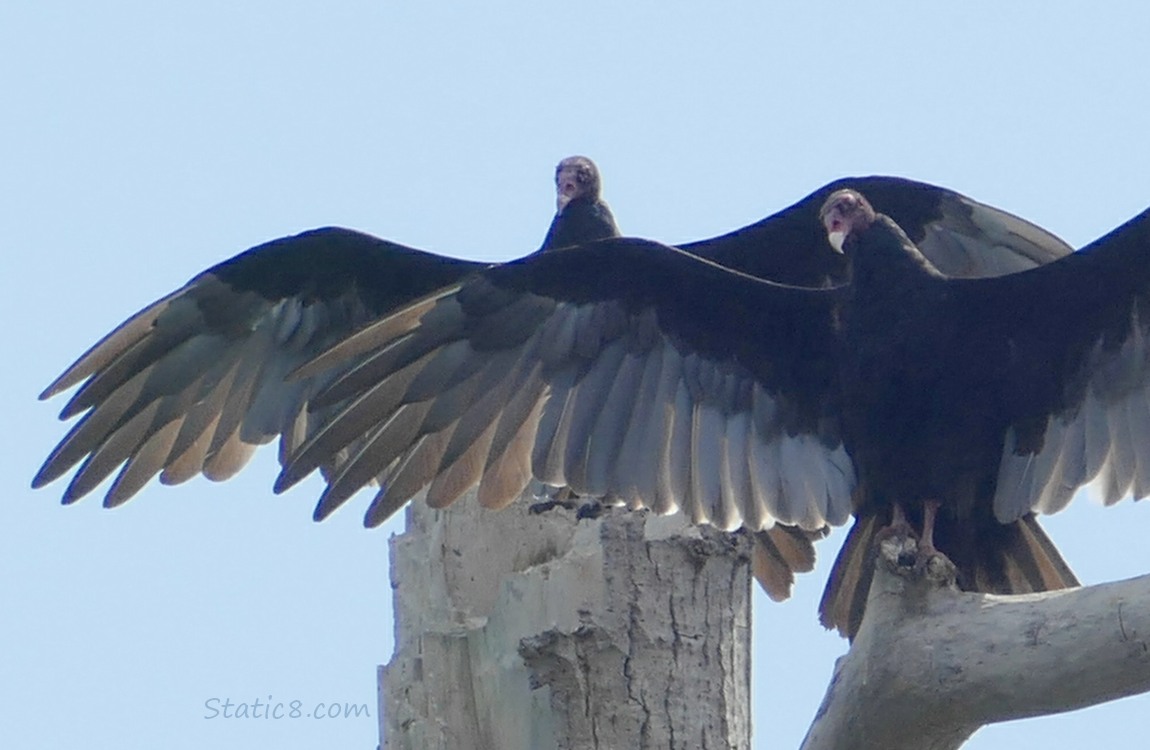 Two Turkey Vultures standing on a snag, in sun worship position