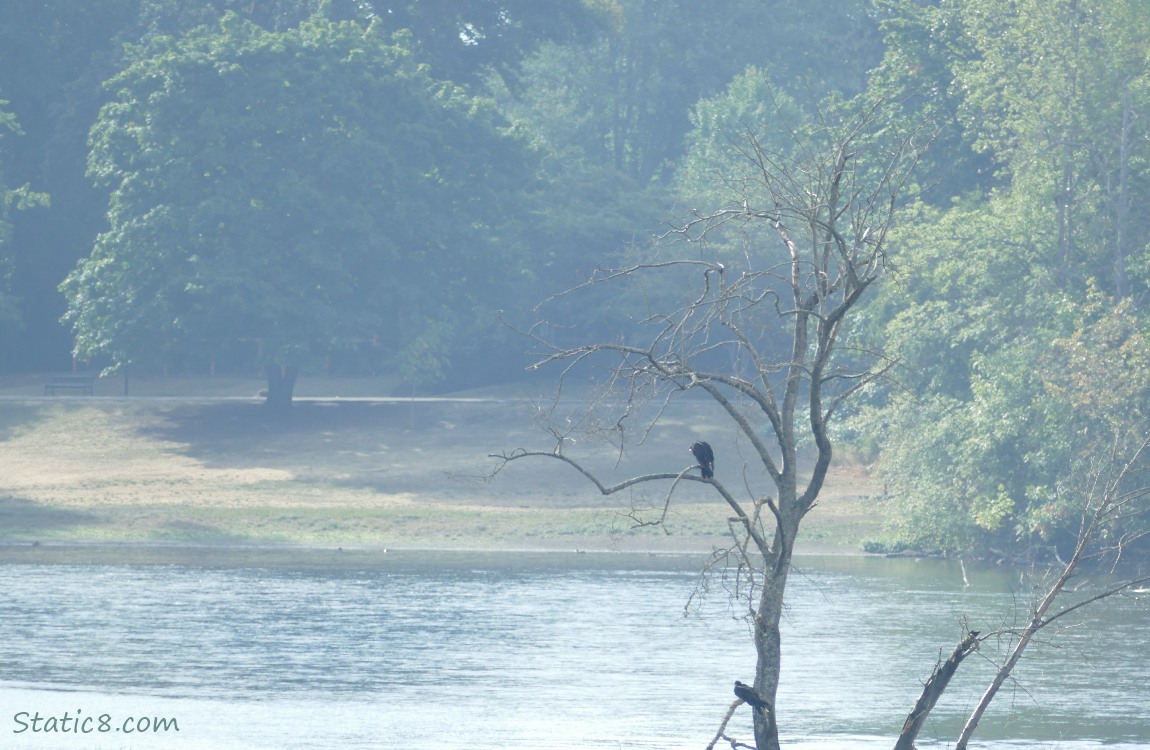Vultures standing in a snag in the river