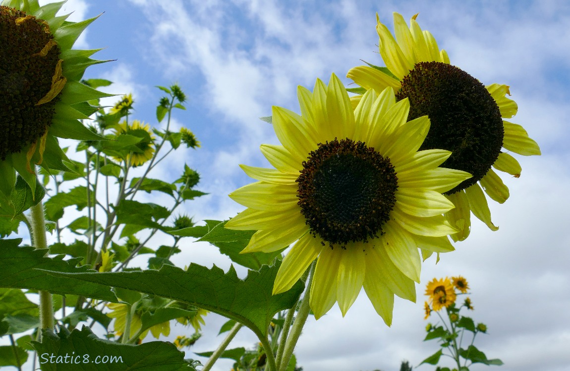 Sunflower blooms and blue sky with clouds