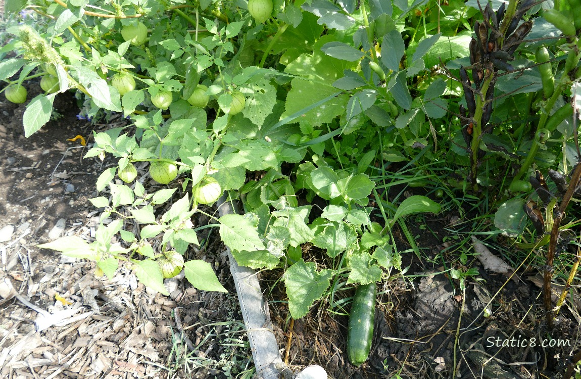 Slicer Cucumber on the vine, surrounded by other plants