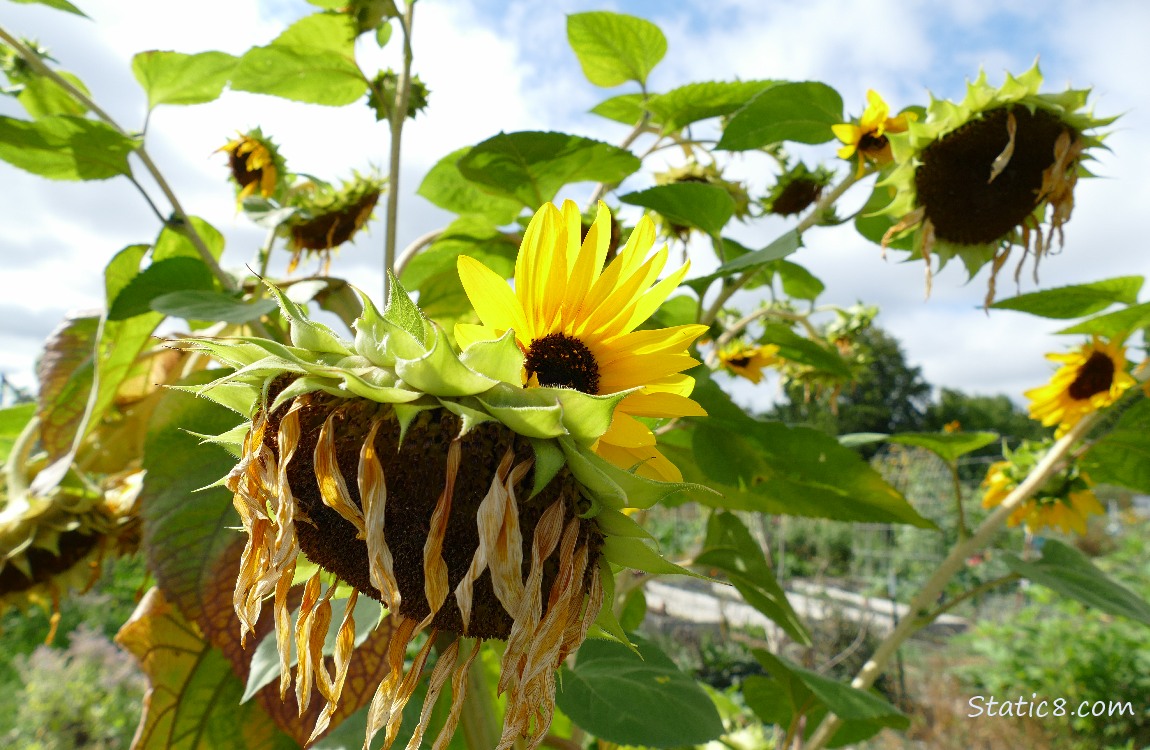 Sunflower blooms and spent heads