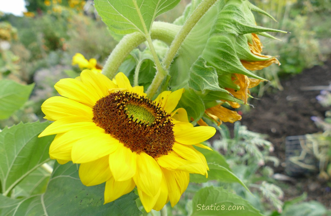 Sunflower blooms