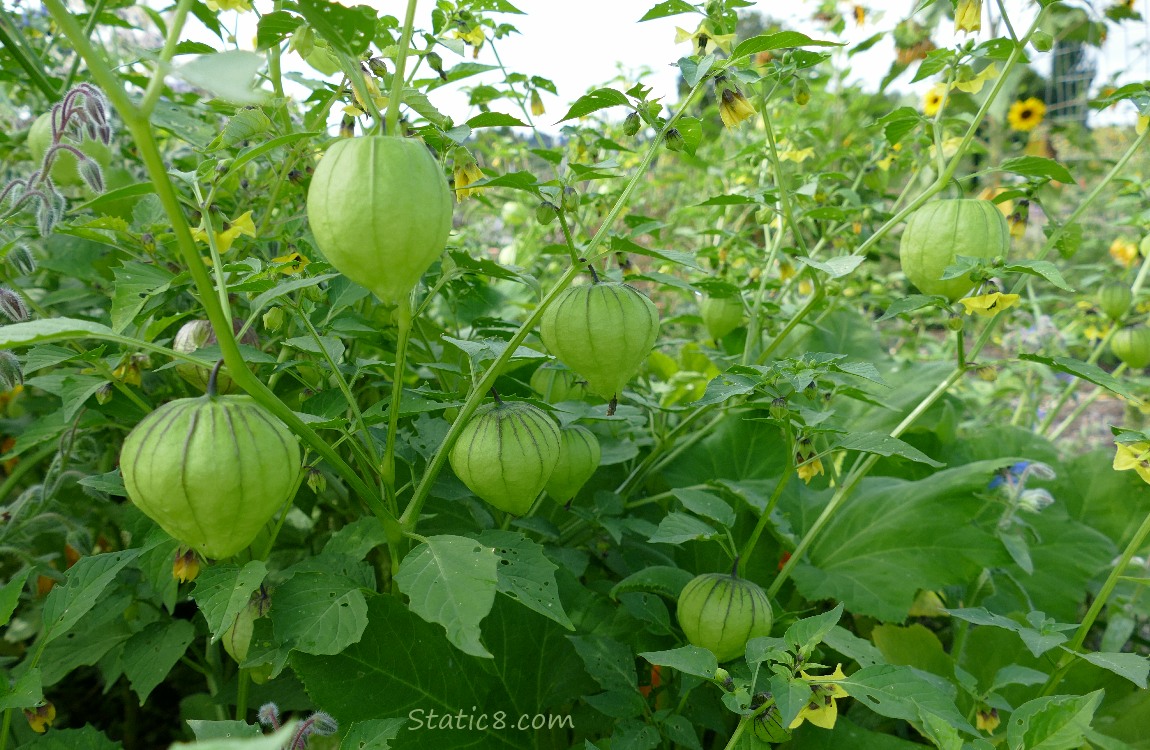 Tomatillos growing on the vine