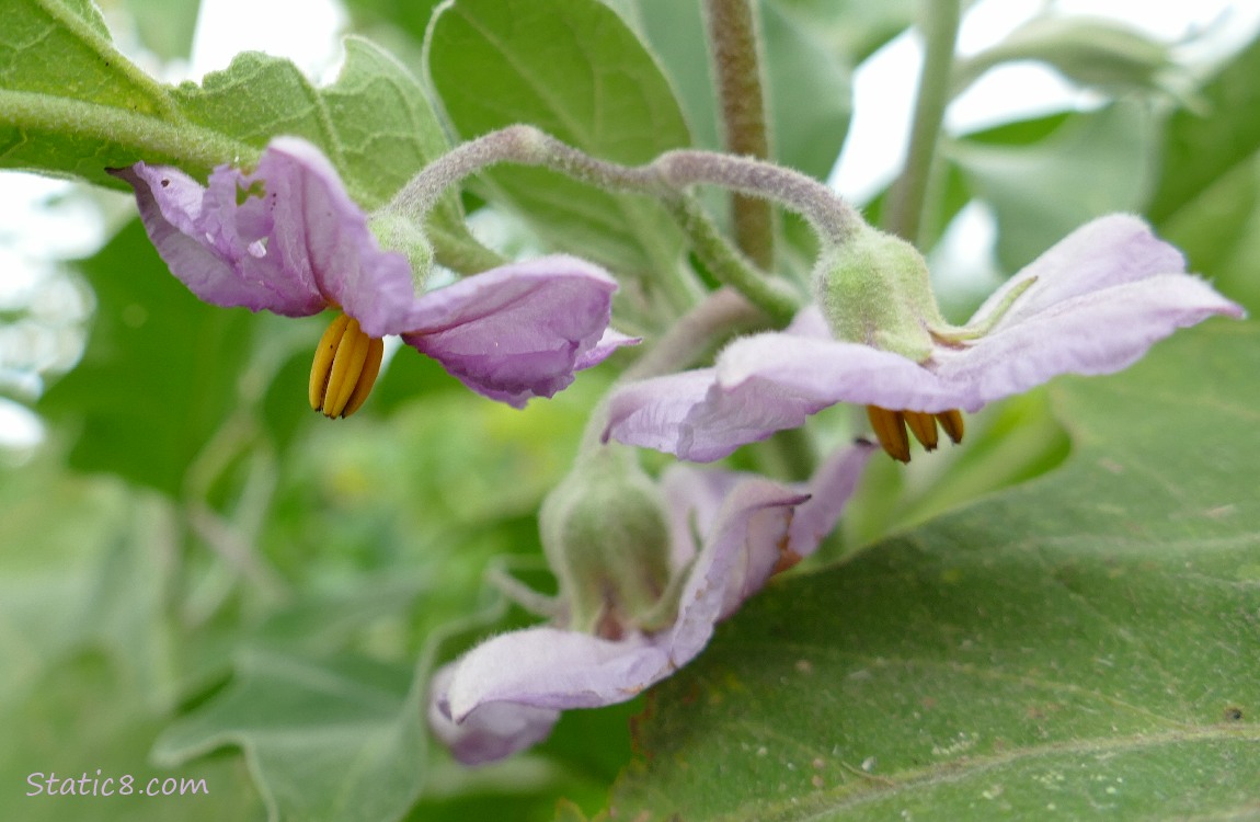 Eggplant blooms