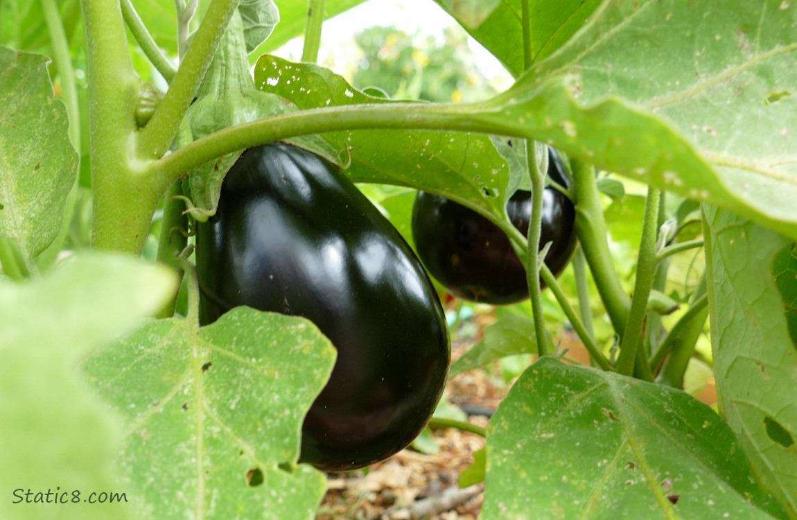 Eggplants on the plant