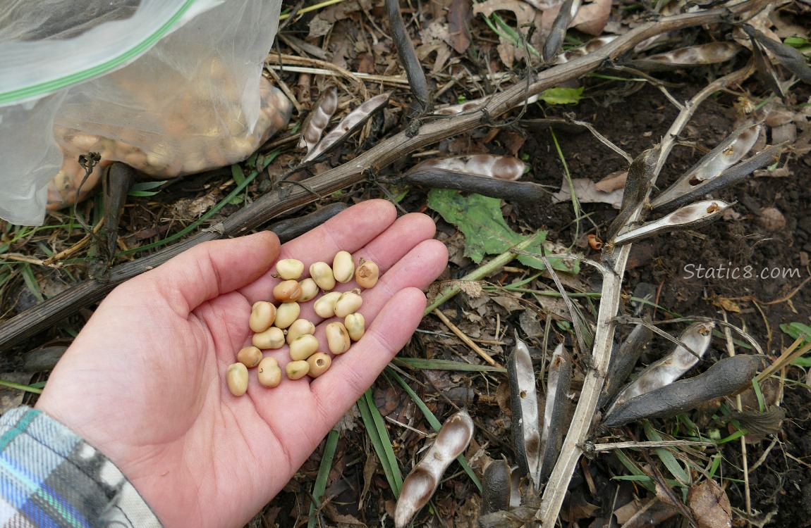 a hand holding some gathered Fava Beans, empty pods on the ground, and a ziplock bag with some fava beans in it