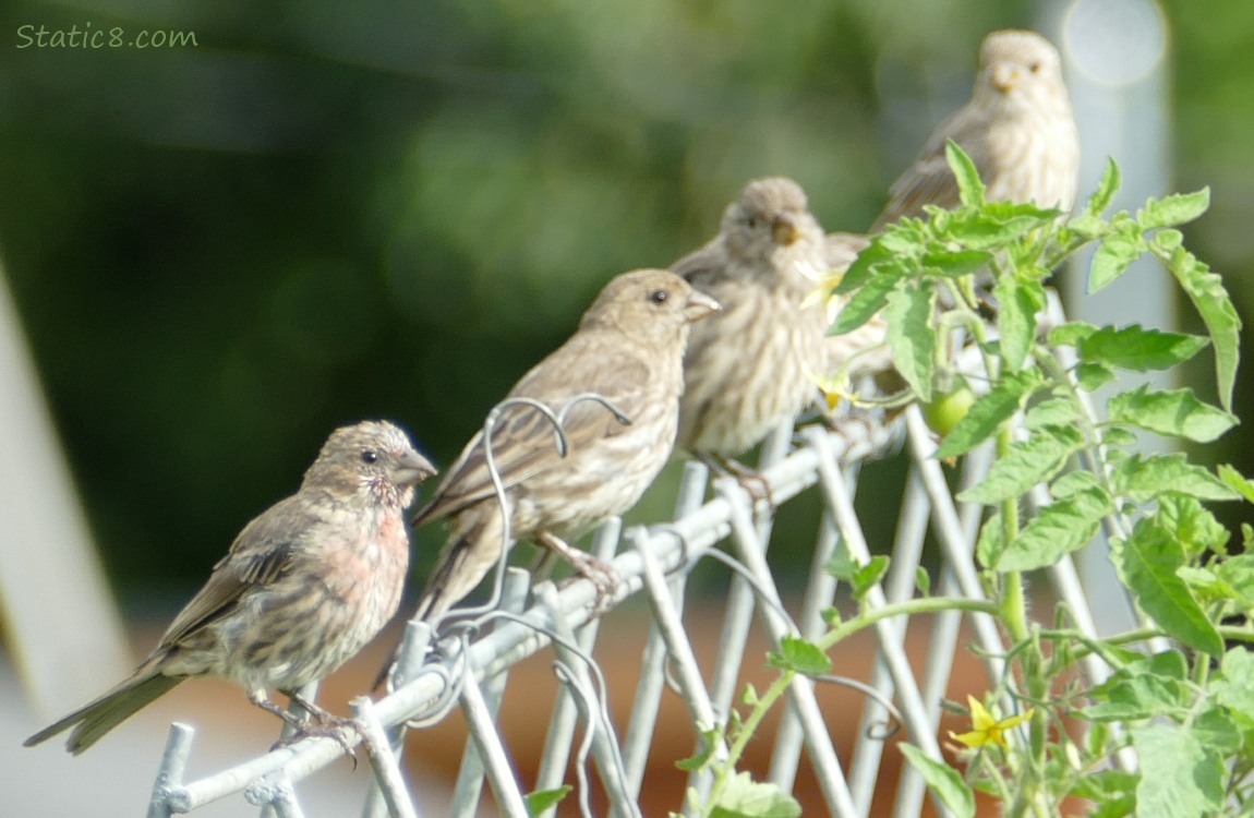 House Finches standing at the top of a wire trellis
