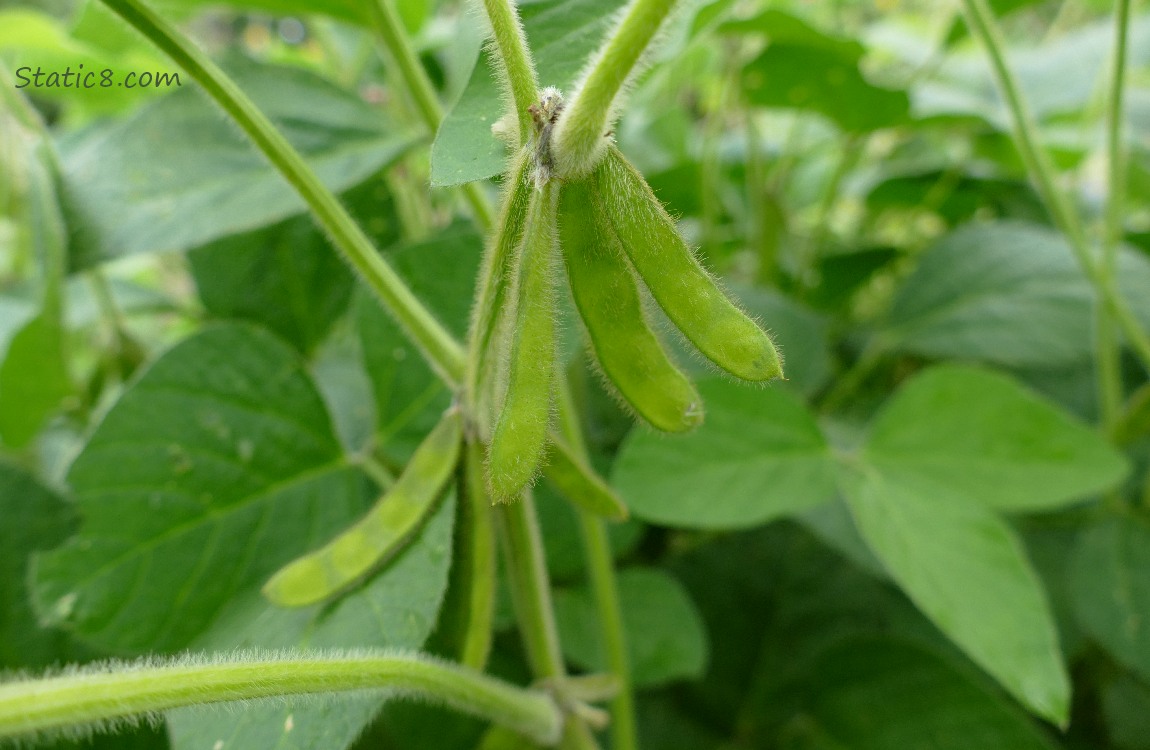 Soybean pods, growing on the plant