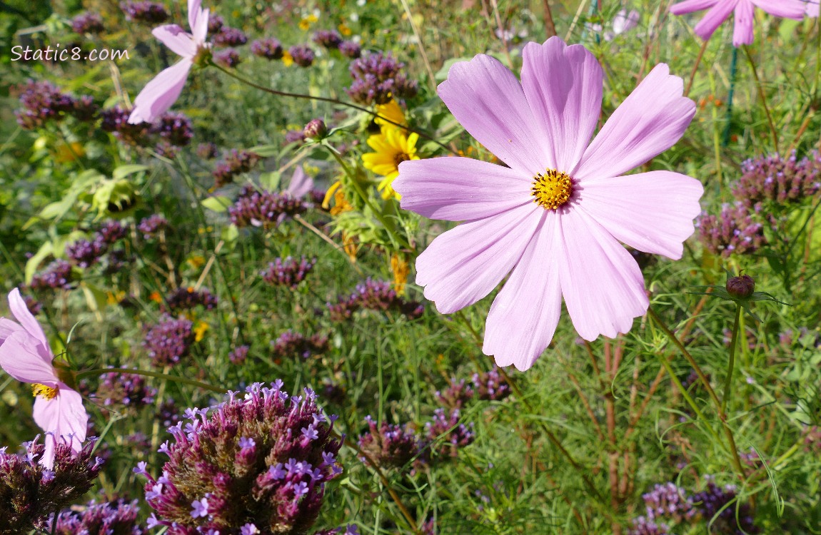Cosmos and other flowers